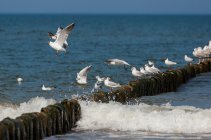 Międzyzdroje fot. Robert Stachnik