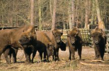 Woliński Park Narodowy fot. Czasnojć