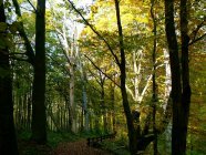 Drawieński Park Narodowy fot. Gmina Drawno