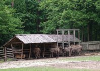 Zagroda Żubrów w Wolińskim Parku Narodowym fot. Marek Szwarc