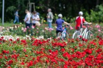 Różanka w Szczecinie fot. Robert Stachnik