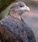 Zwierzęta w zachodniopomorskich parkach krajobrazowych fot. Czasnojć