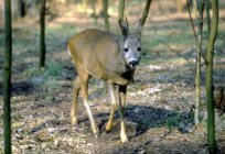 Łowiectwo na Pomorzu Zachodnim fot. Czasnojć